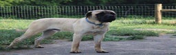 English Mastiff dogs for sale: Shawn - Ad 6