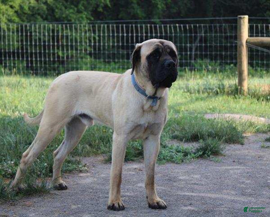 English Mastiff dogs for sale: Shawn - Ad 6