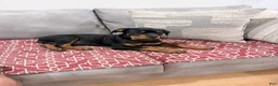 Rottweiler dogs for sale: Light pink Collar Girl - Ad 7