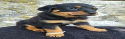 Rottweiler dogs for sale: Sally - Ad 4