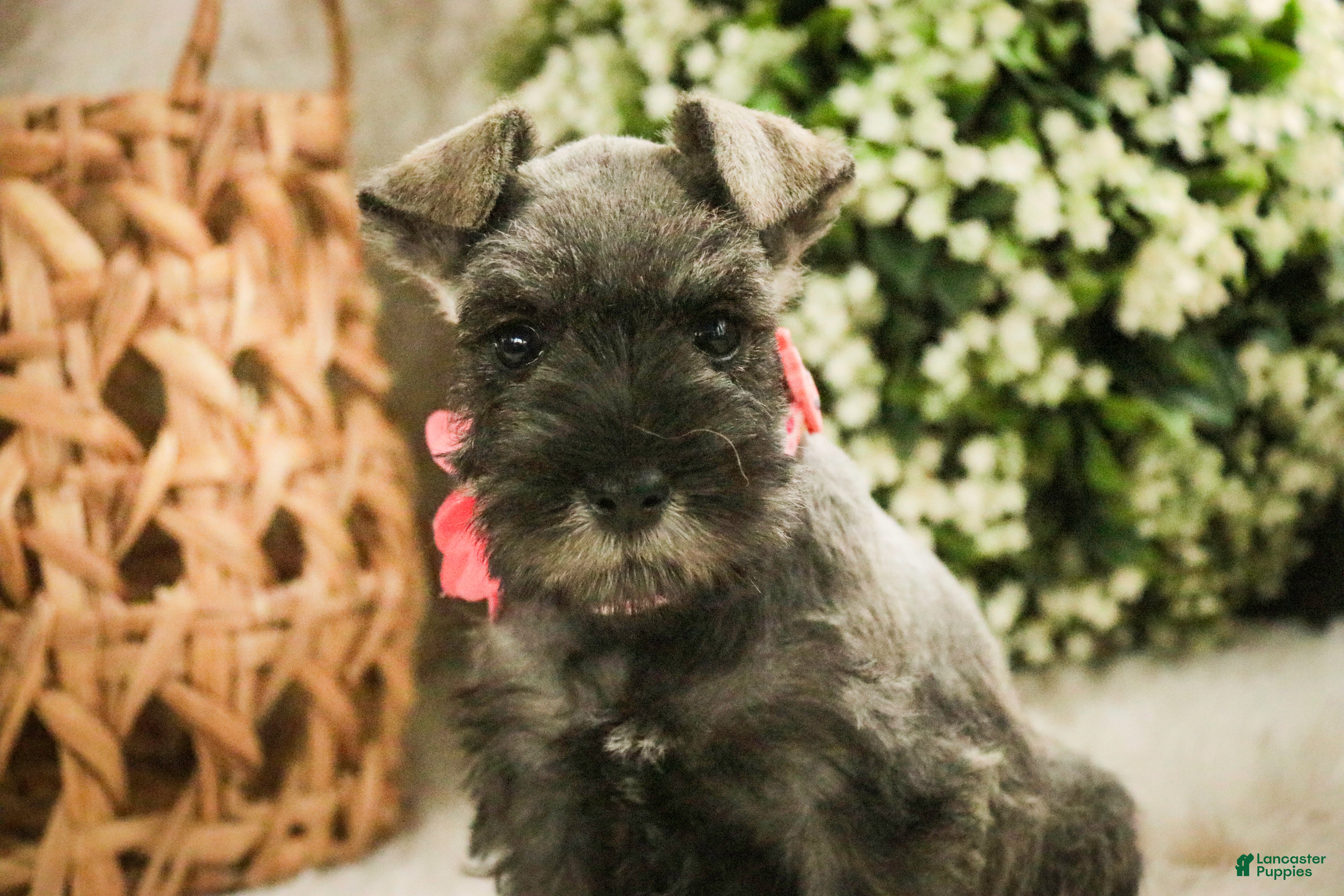 Miniature Schnauzer dogs Millie - Ad 29