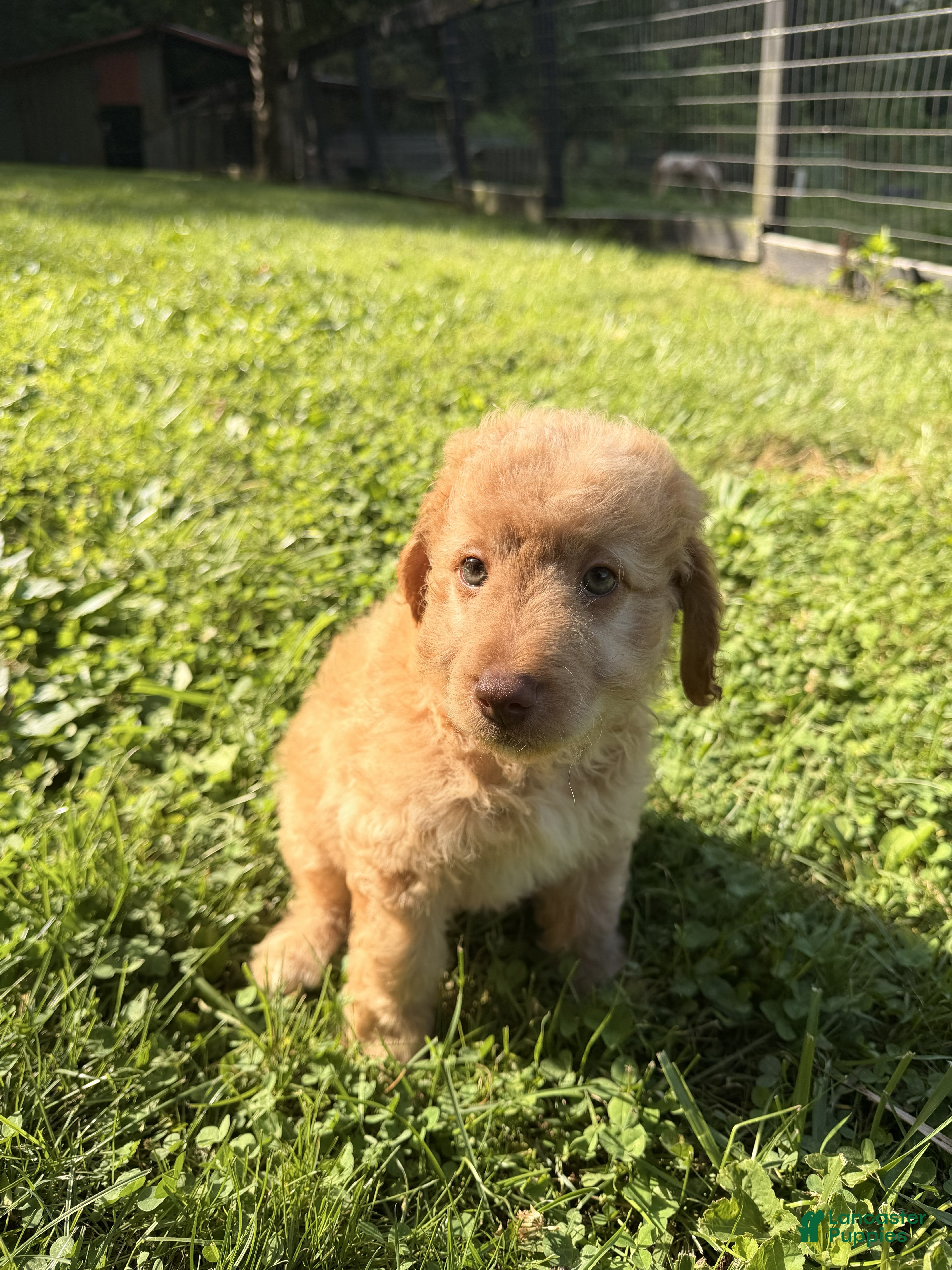 Aussiedoodle dogs Colby - Ad 2
