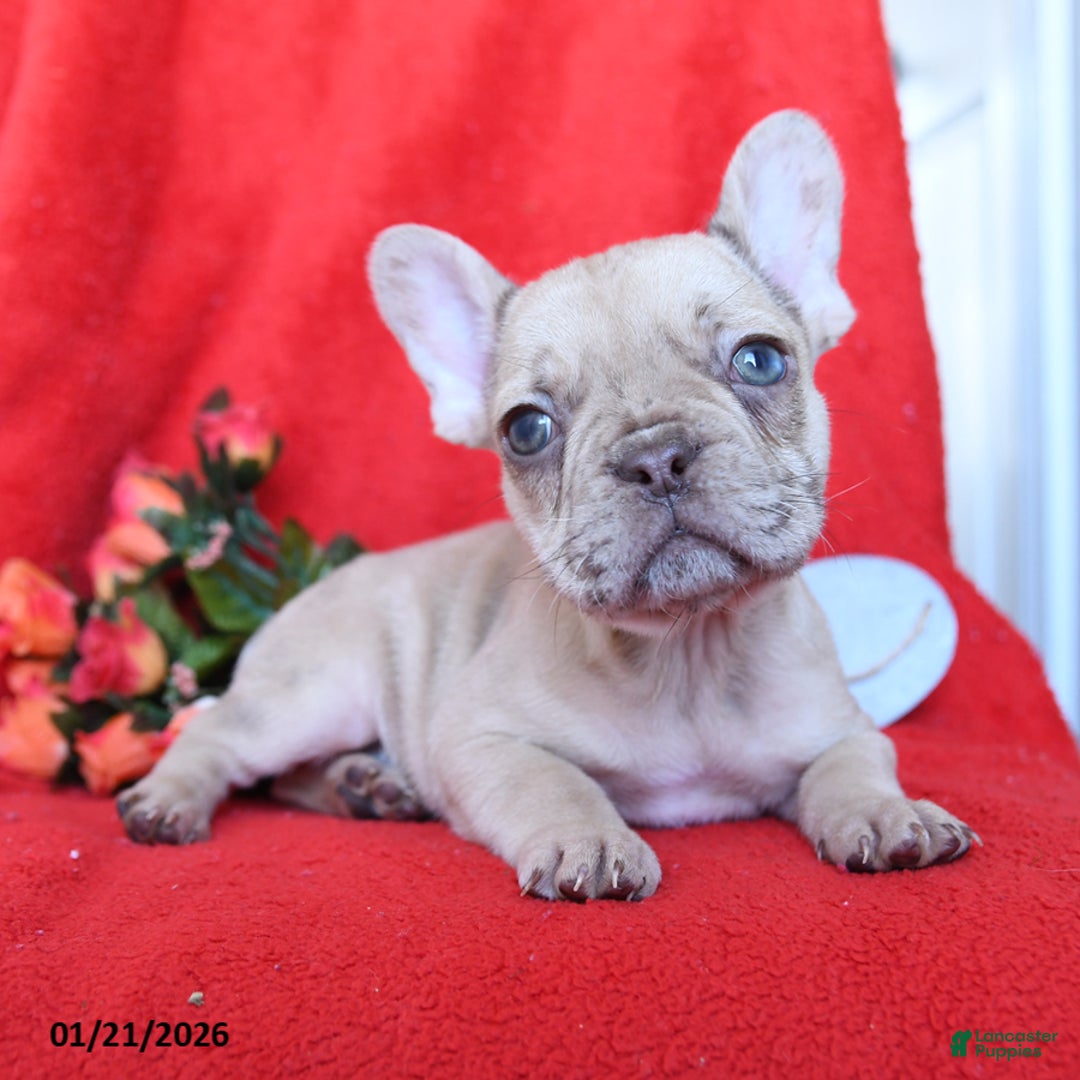 French Bulldog dogs for sale: Boston - Ad 3