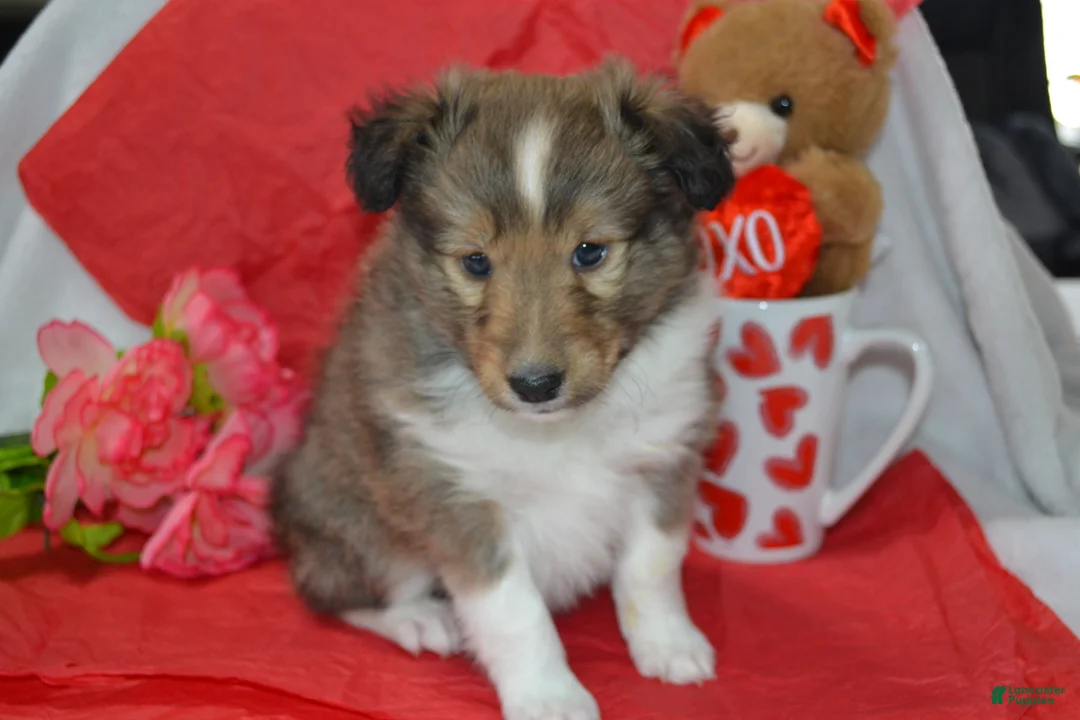Shetland Sheepdog dogs for sale: Valentina - Ad 1