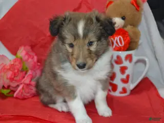Shetland Sheepdog dogs Valentina - Ad 4