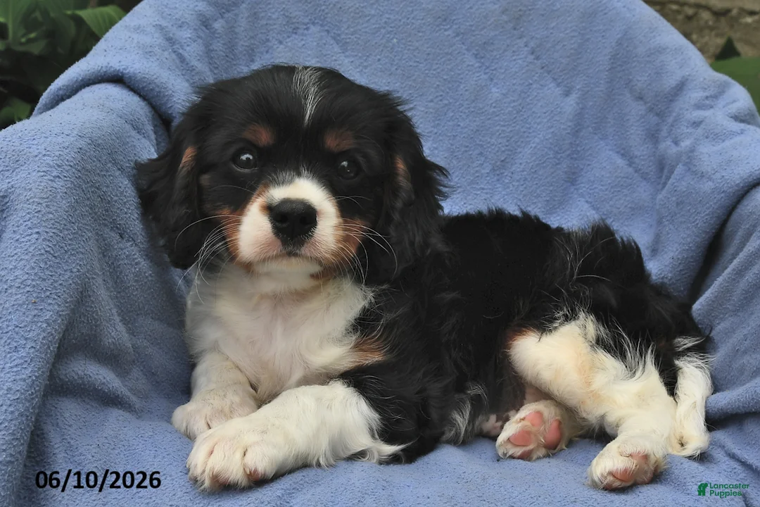Cavalier King Charles Spaniel dogs for sale: Arthur - Ad 2