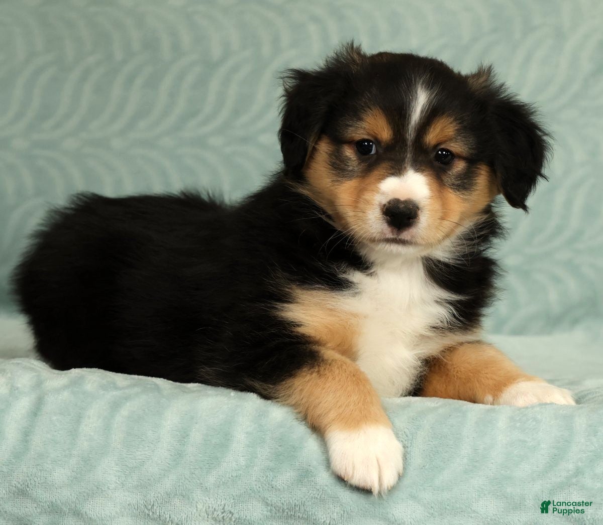 Australian Shepherd dogs Lady - Ad 2