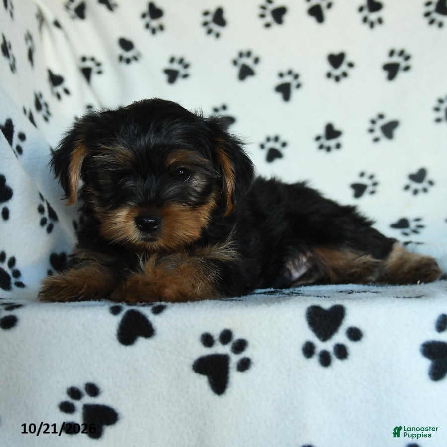 Yorkshire Terrier dogs Gus - Ad 2