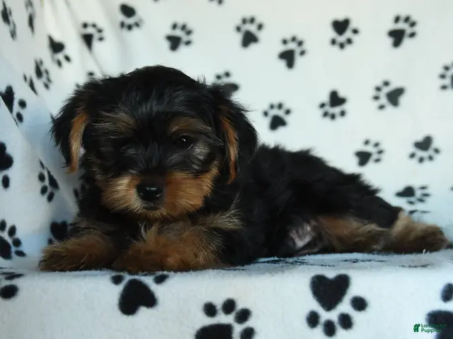 Yorkshire Terrier dogs Gus - Ad 2