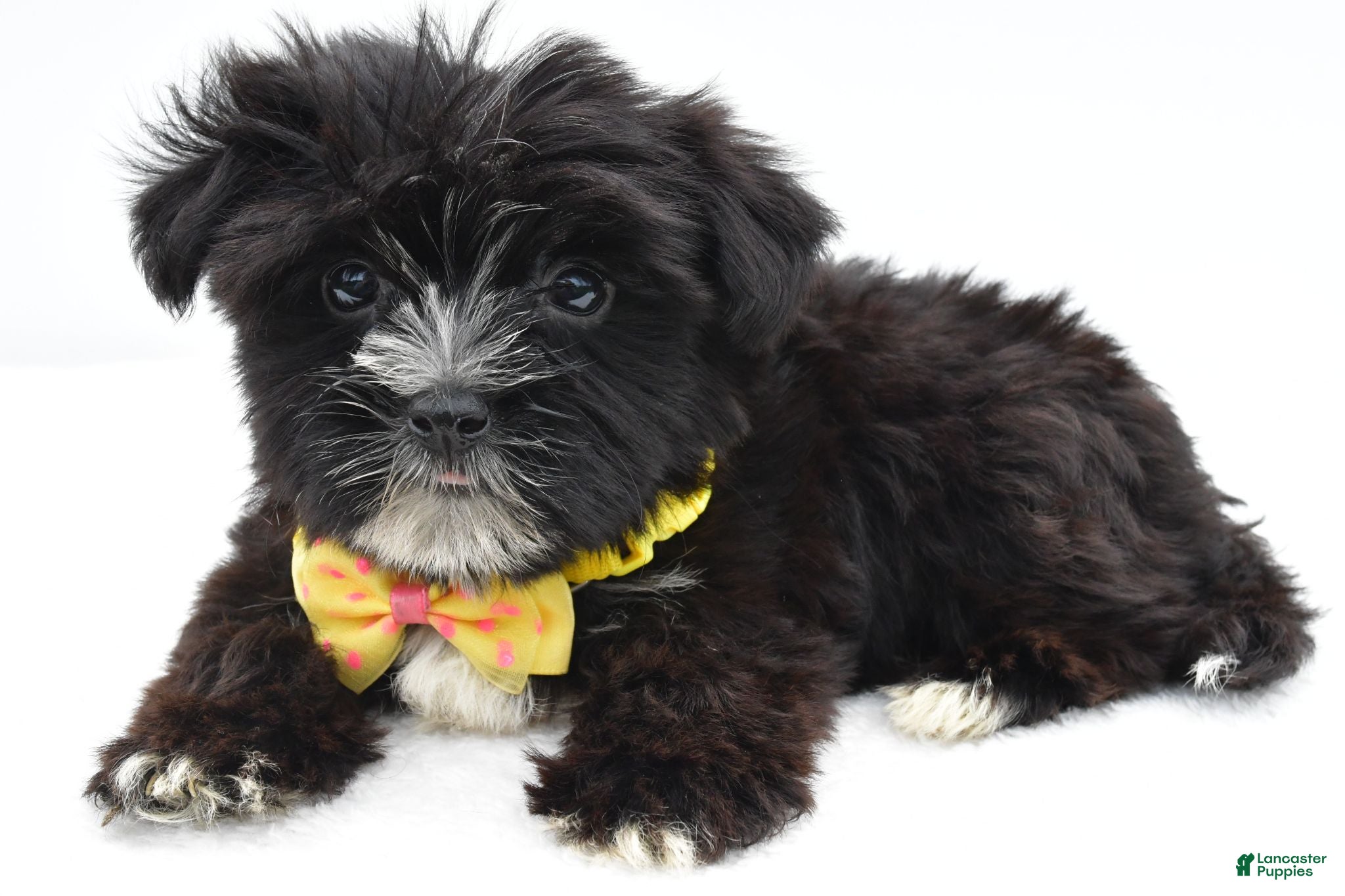 Morkie dogs Walker - Ad 2
