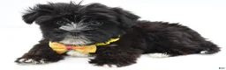 Morkie dogs for sale: Walker - Ad 2