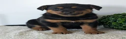 Mixed Breed dogs for sale: Marley - Ad 11
