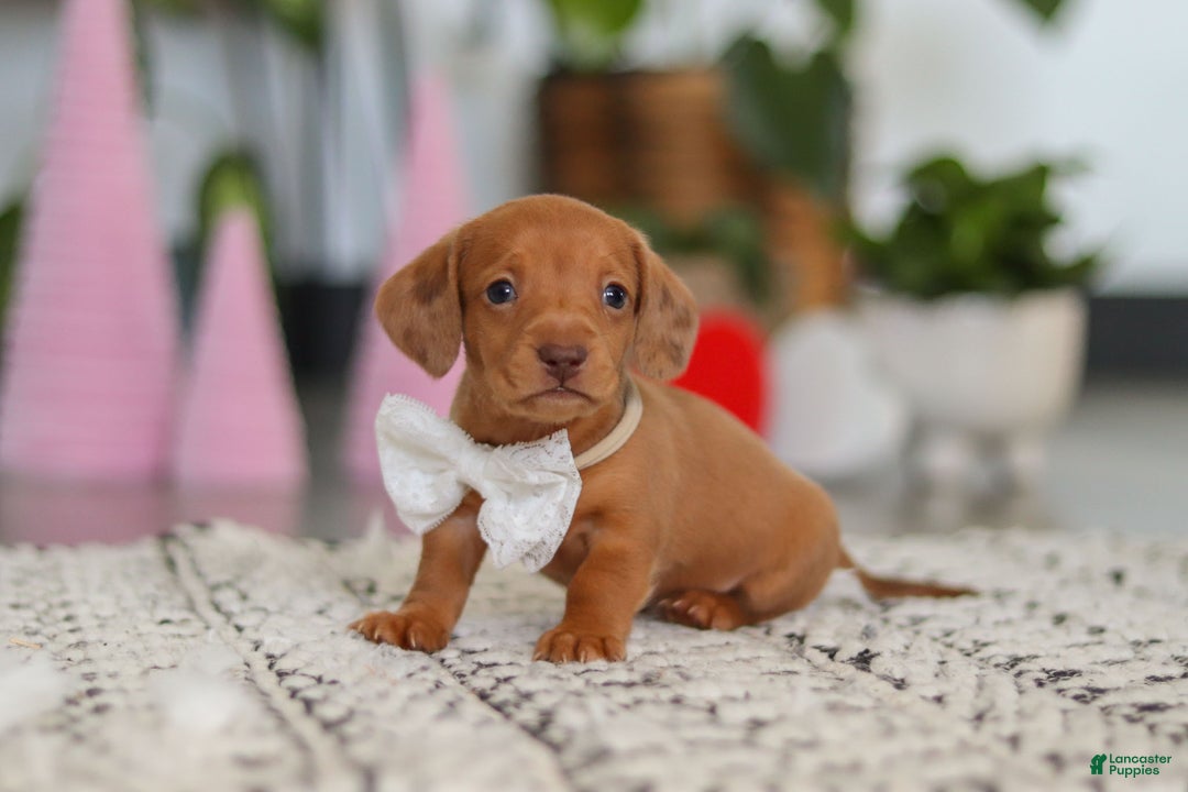 Dachshund dogs for sale: Wyatt - Ad 3