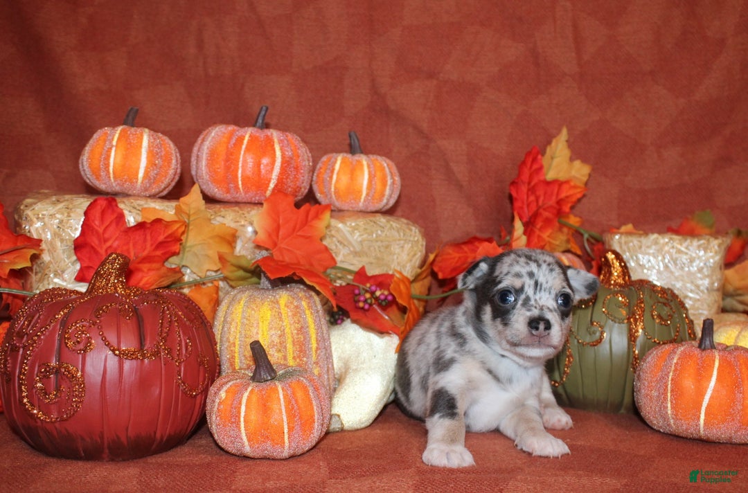 Chihuahua dogs for sale: North - Ad 1