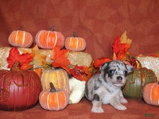 Chihuahua dogs North - Ad 39