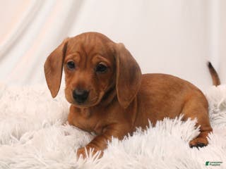 Dachshund dogs Sugar - Ad 40
