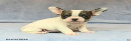 French Bulldog dogs for sale: Venzie - Ad 1
