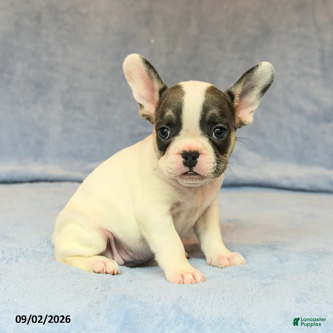 French Bulldog dogs for sale: Venzie - Ad 1
