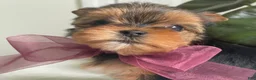 Biewer Terrier dogs for sale: Inka - Ad 6