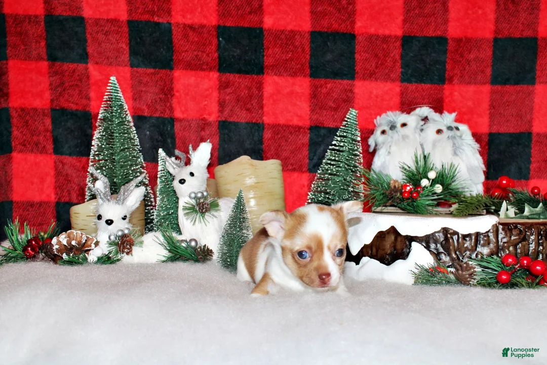 Chihuahua dogs for sale: Zadie - Ad 6