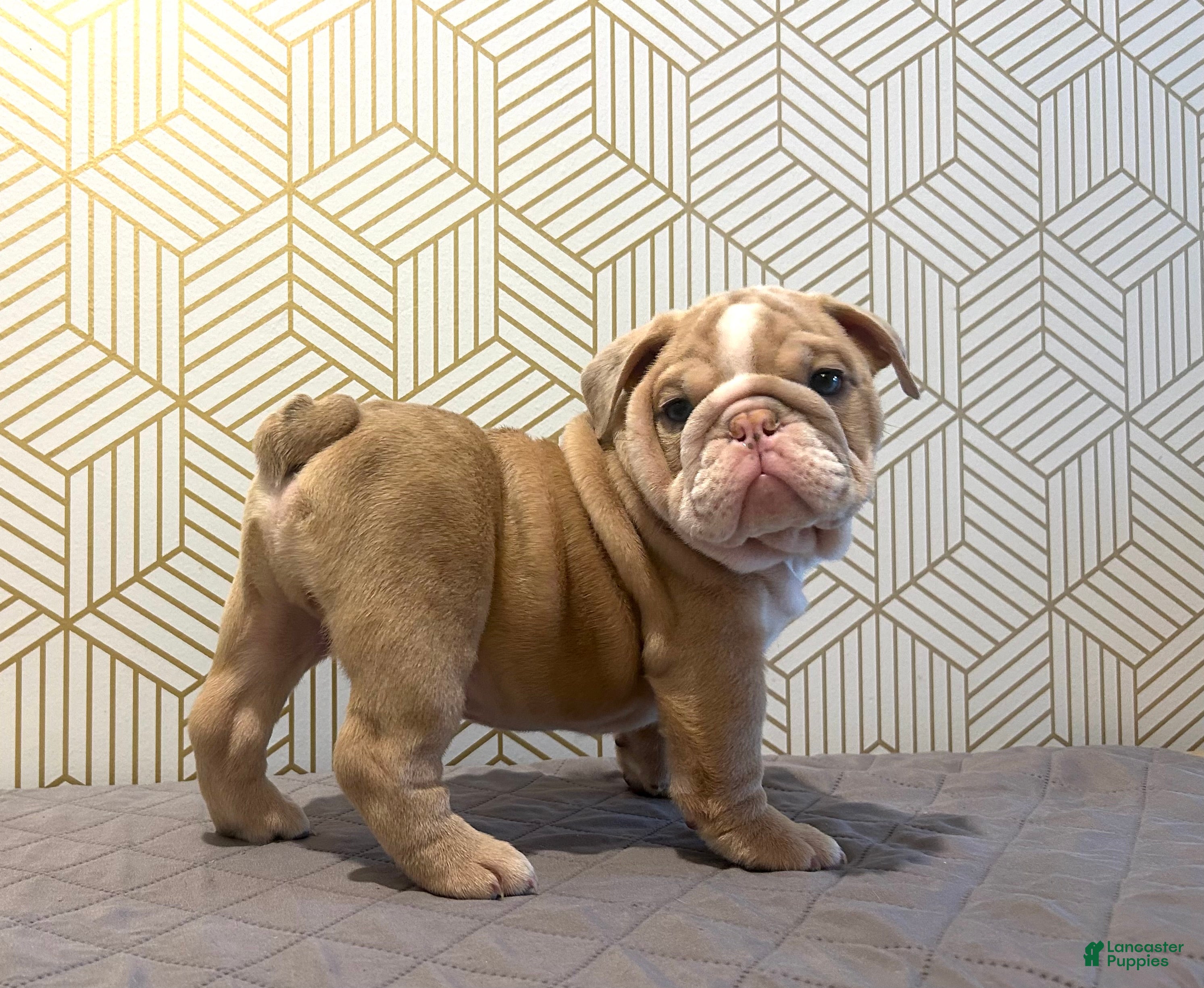 English Bulldog dogs Ace - Ad 21