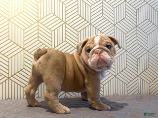 English Bulldog dogs Ace - Ad 15
