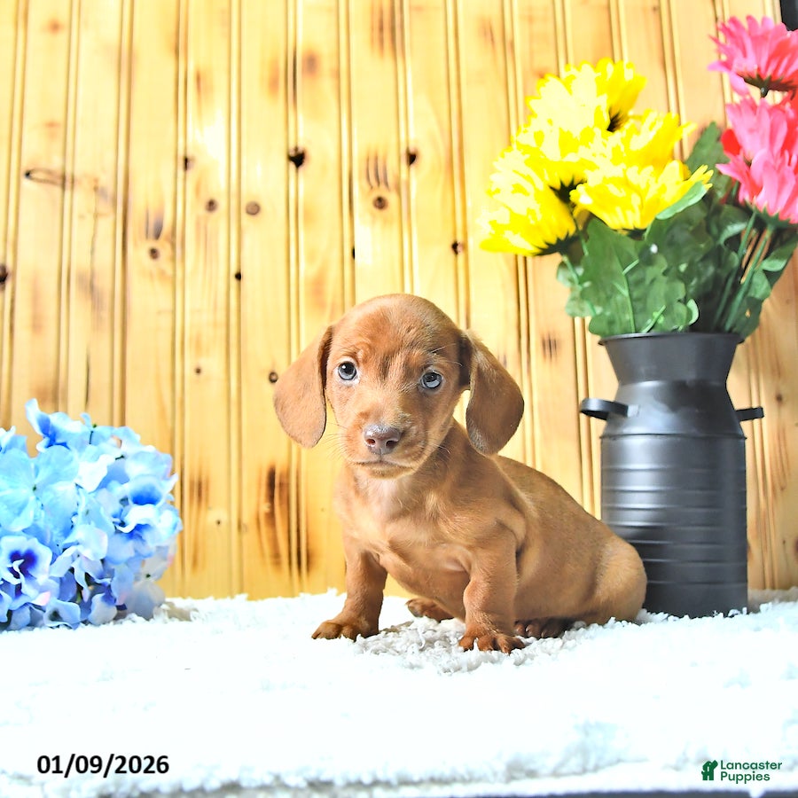 Miniature Dachshund dogs Marco - Ad 33