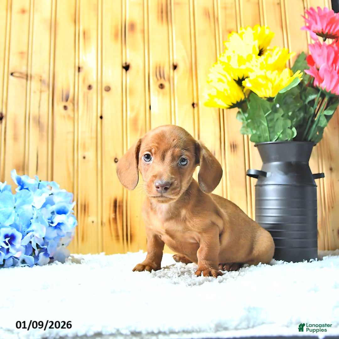 Miniature Dachshund dogs for sale: Marco - Ad 1