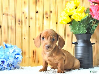 Miniature Dachshund dogs Marco - Ad 33