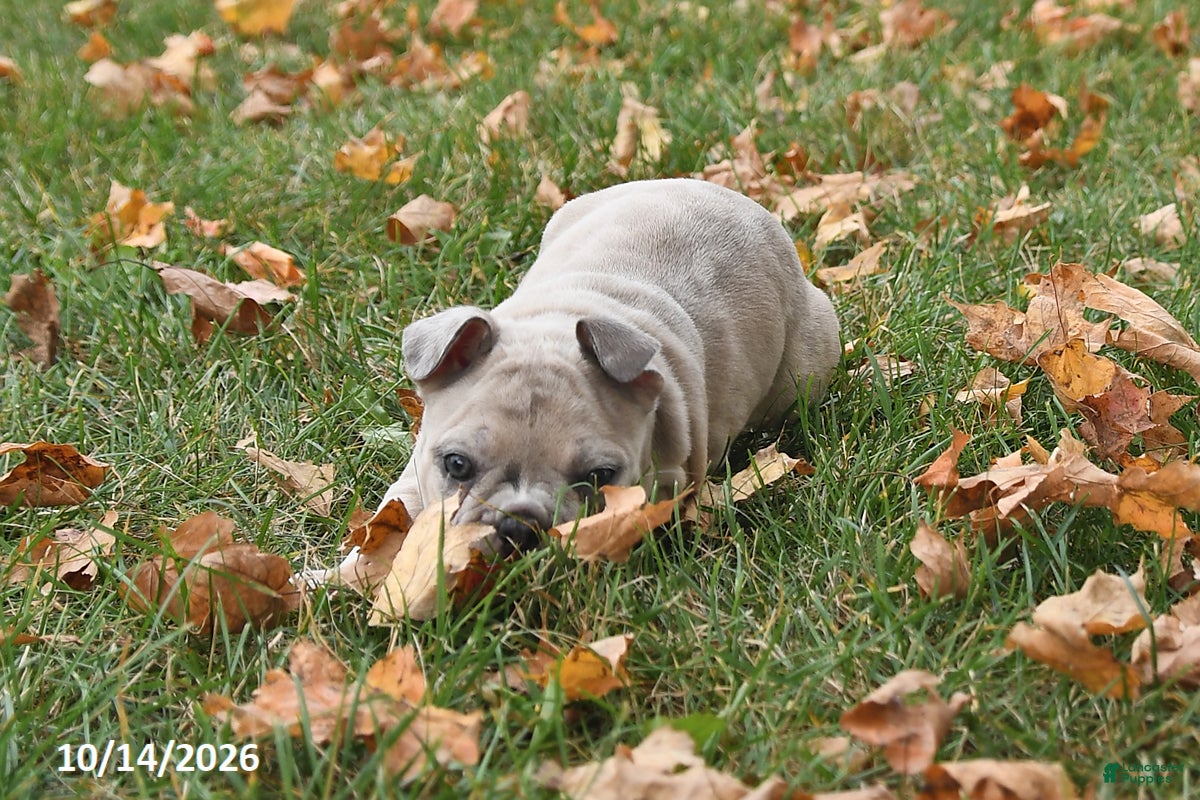 Frenchton dogs Poppy - Ad 1
