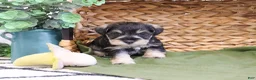 Miniature Schnauzer dogs for sale: Thomas  - Ad 2