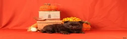 Pomeranian dogs for sale: Jack - Ad 4