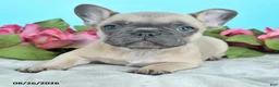 French Bulldog dogs for sale: Rascal - Ad 2