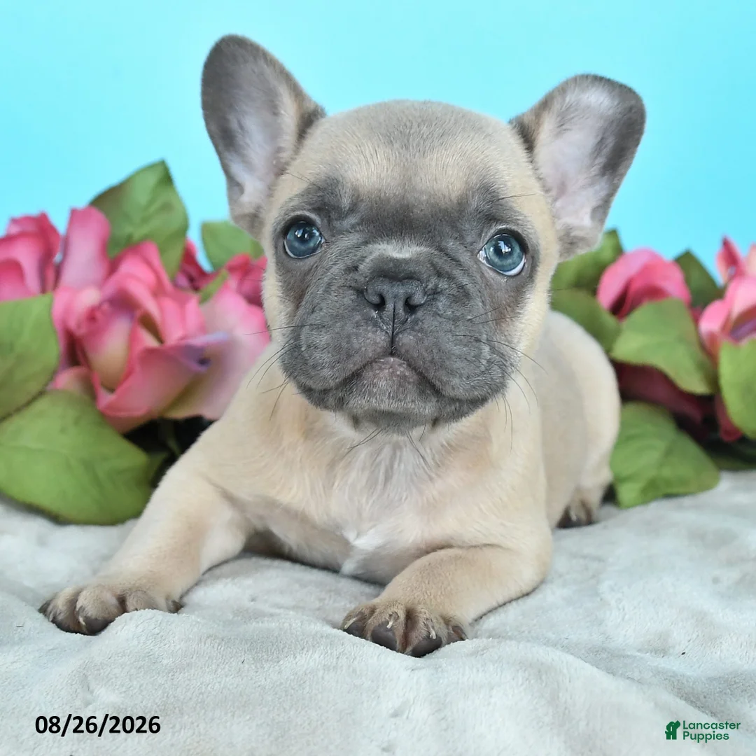 French Bulldog dogs for sale: Rascal - Ad 2