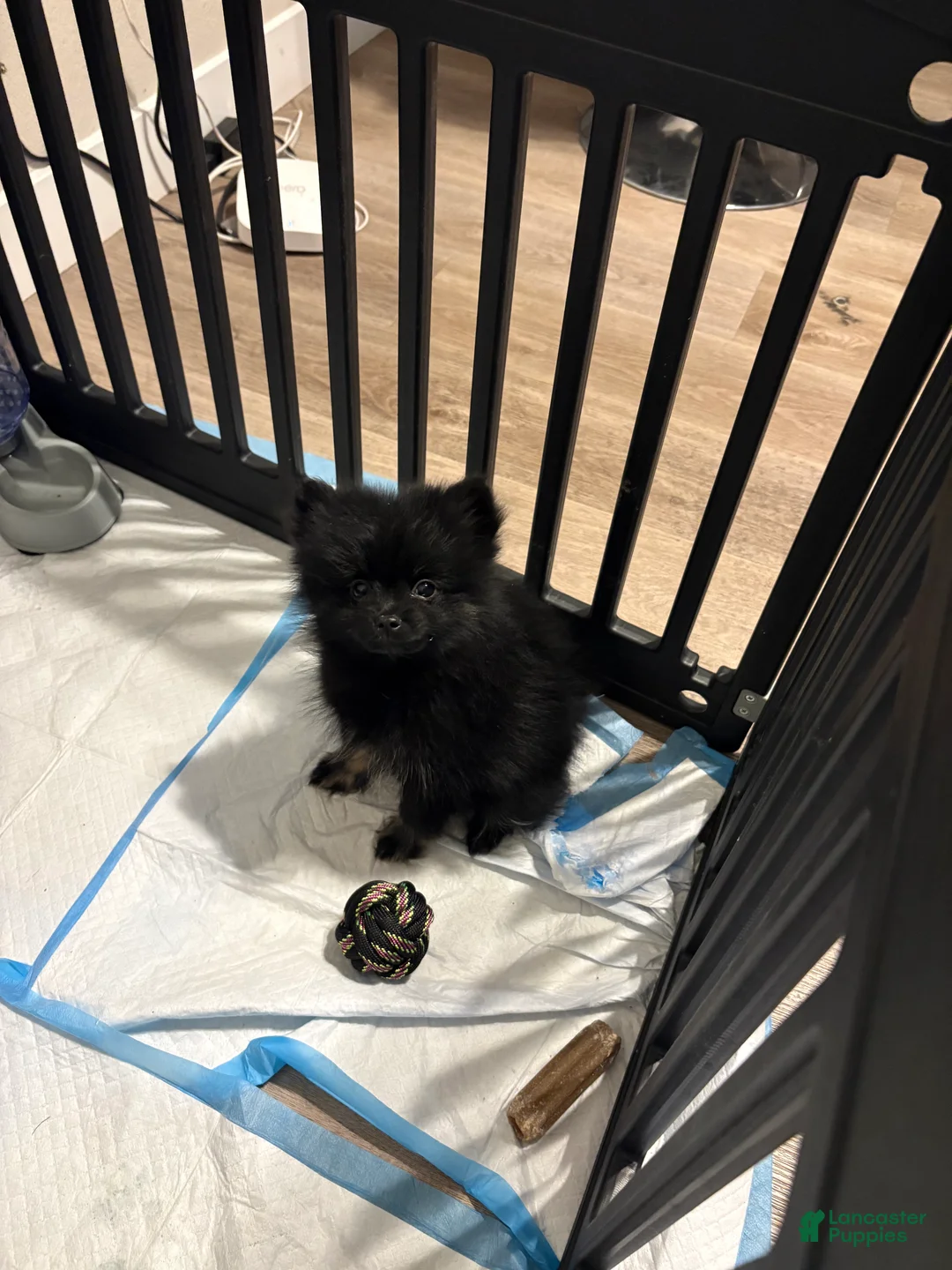 Pomeranian dogs for sale: Channel - Ad 1