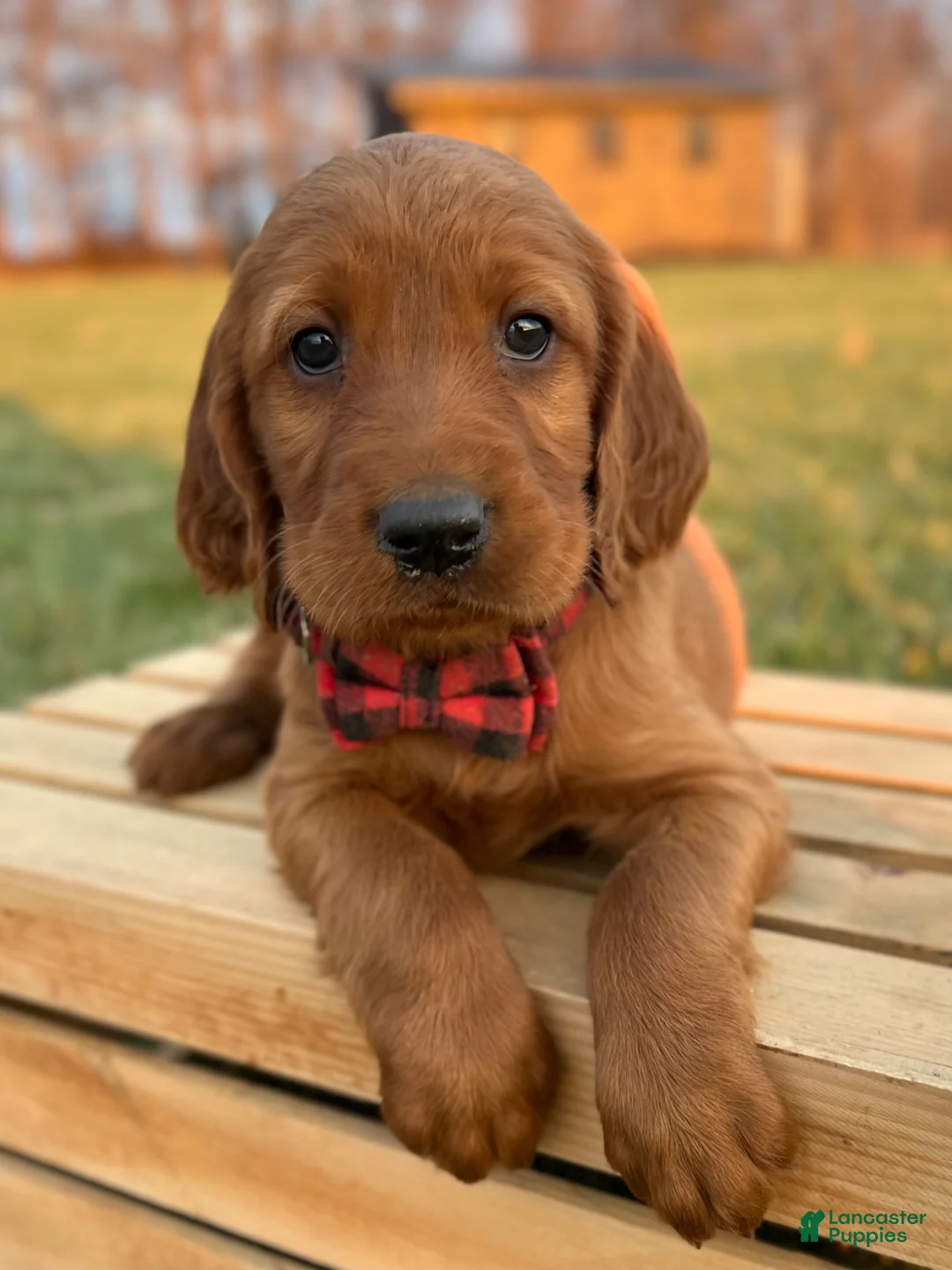 Irish Setter dogs for sale: Redmond - Ad 22
