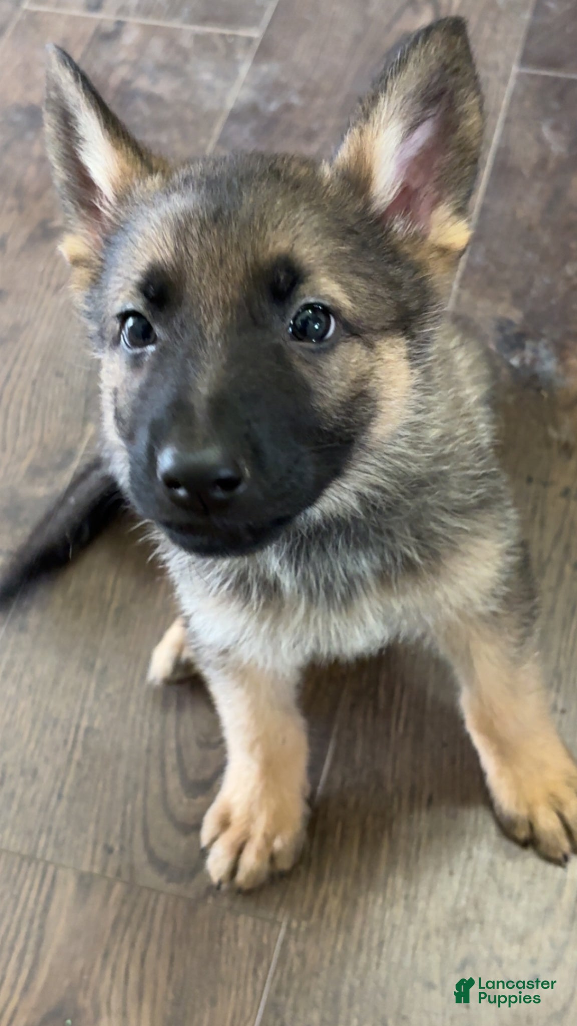German Shepherd dogs Light blue collar boy - Ad 15