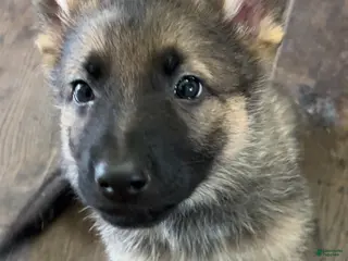 German Shepherd dogs Light blue collar boy - Ad 15