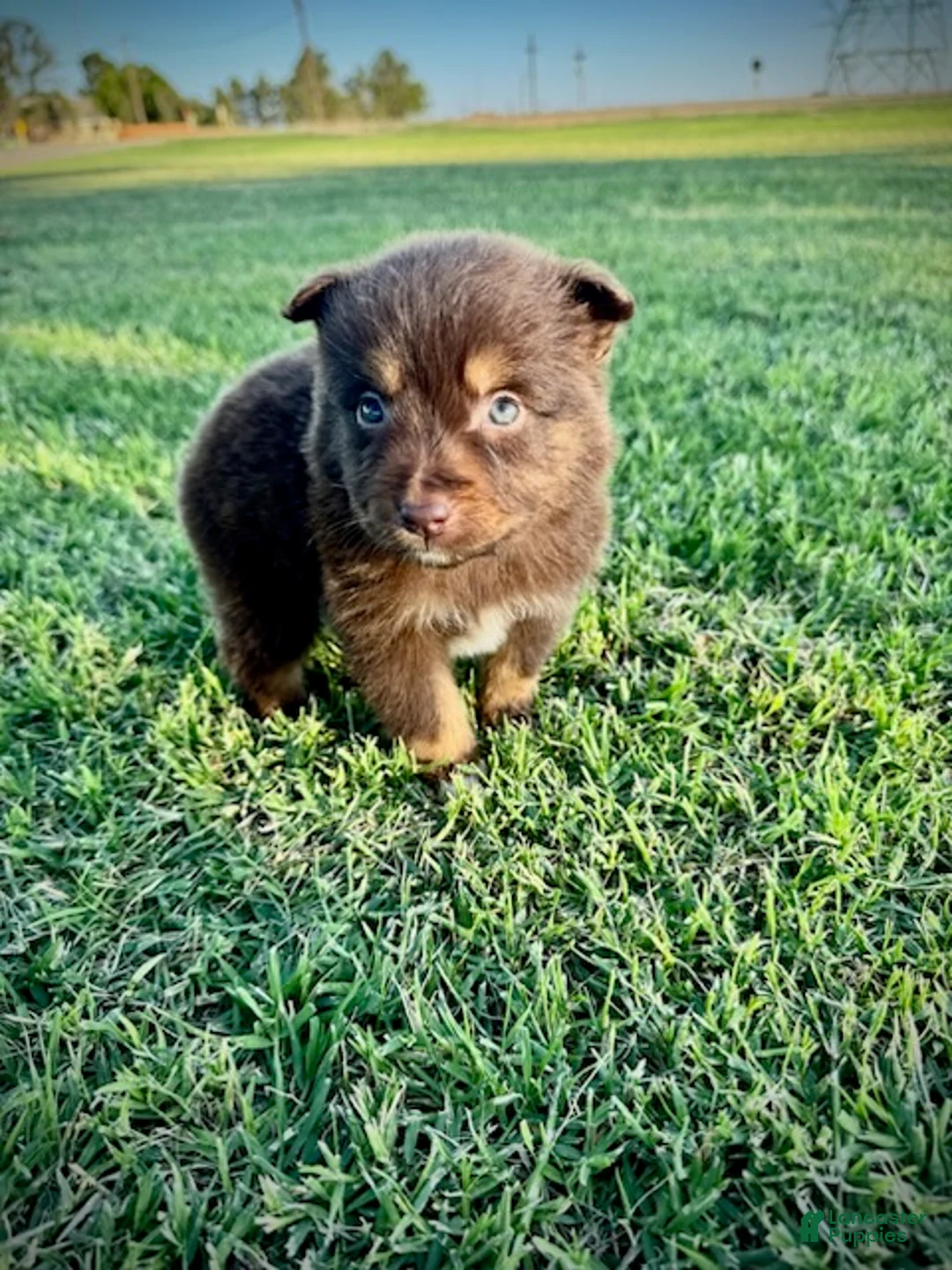 Miniature Australian Shepherd dogs for sale: Coast - Ad 2