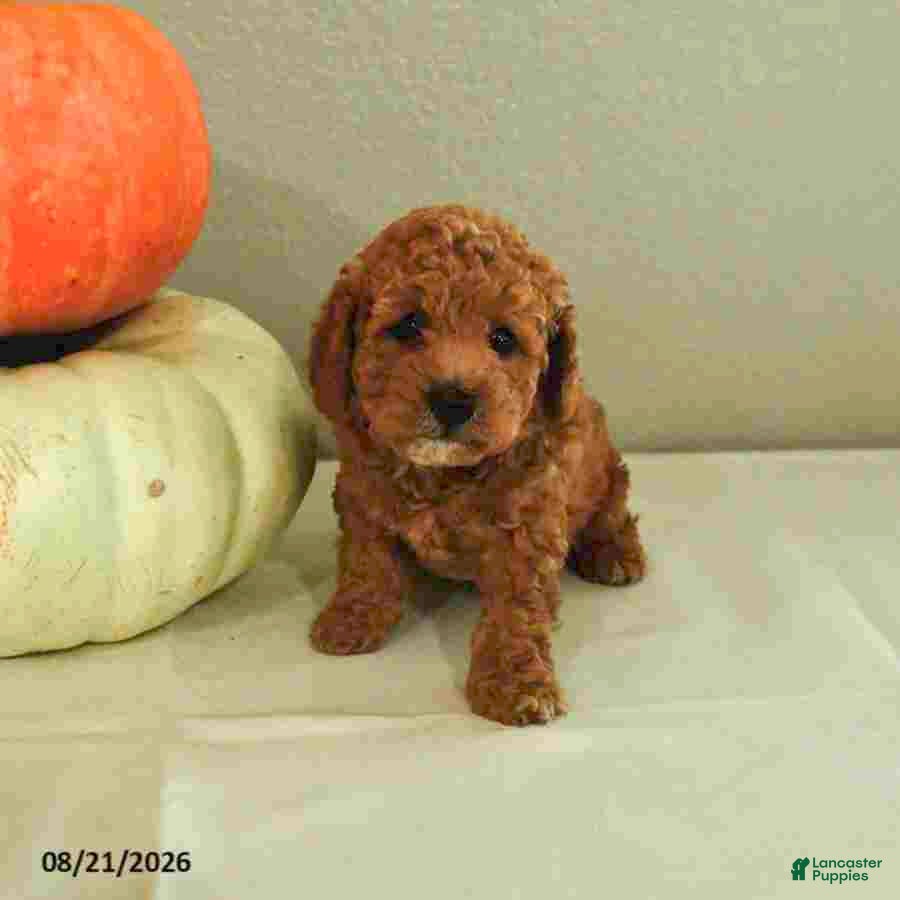 Mini Bernedoodle dogs Molly - Ad 1