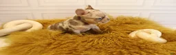 French Bulldog dogs for sale: SHE DEVIL - Ad 8
