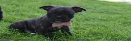Frug dogs for sale: Mia - Ad 5