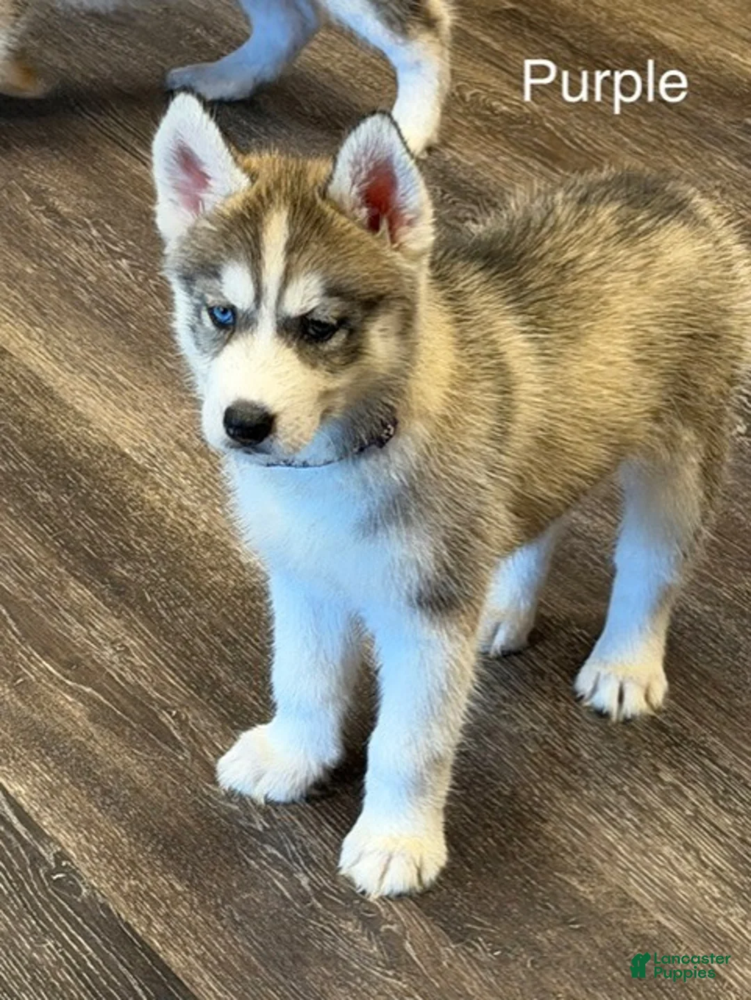Siberian Husky dogs for sale: Repunzel - Ad 2