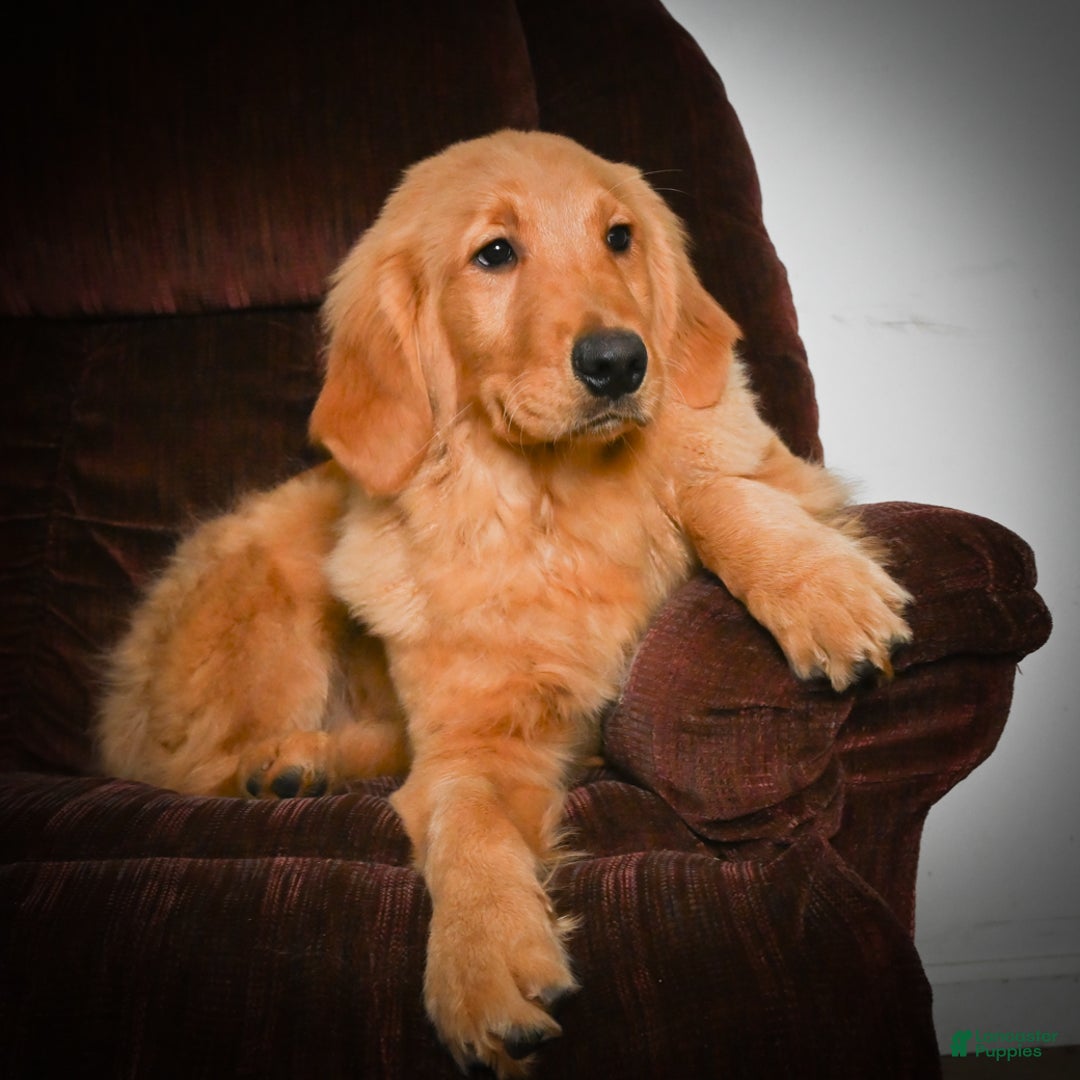 Golden Retriever dogs for sale: Golden Retriever litter of 5 puppies - Ad 12
