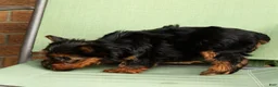 Yorkshire Terrier dogs for sale: Bella - Ad 8