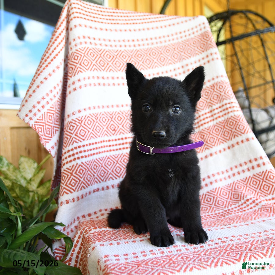 German Shepherd dogs for sale: Melody - Ad 2
