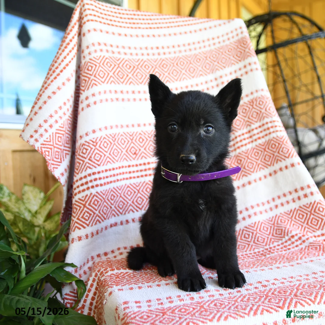 German Shepherd dogs for sale: Melody - Ad 1