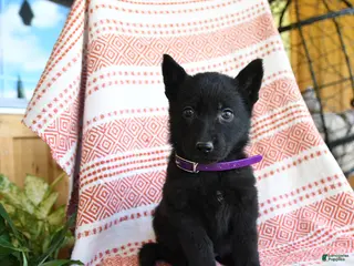 German Shepherd dogs for sale: Melody - Ad 2