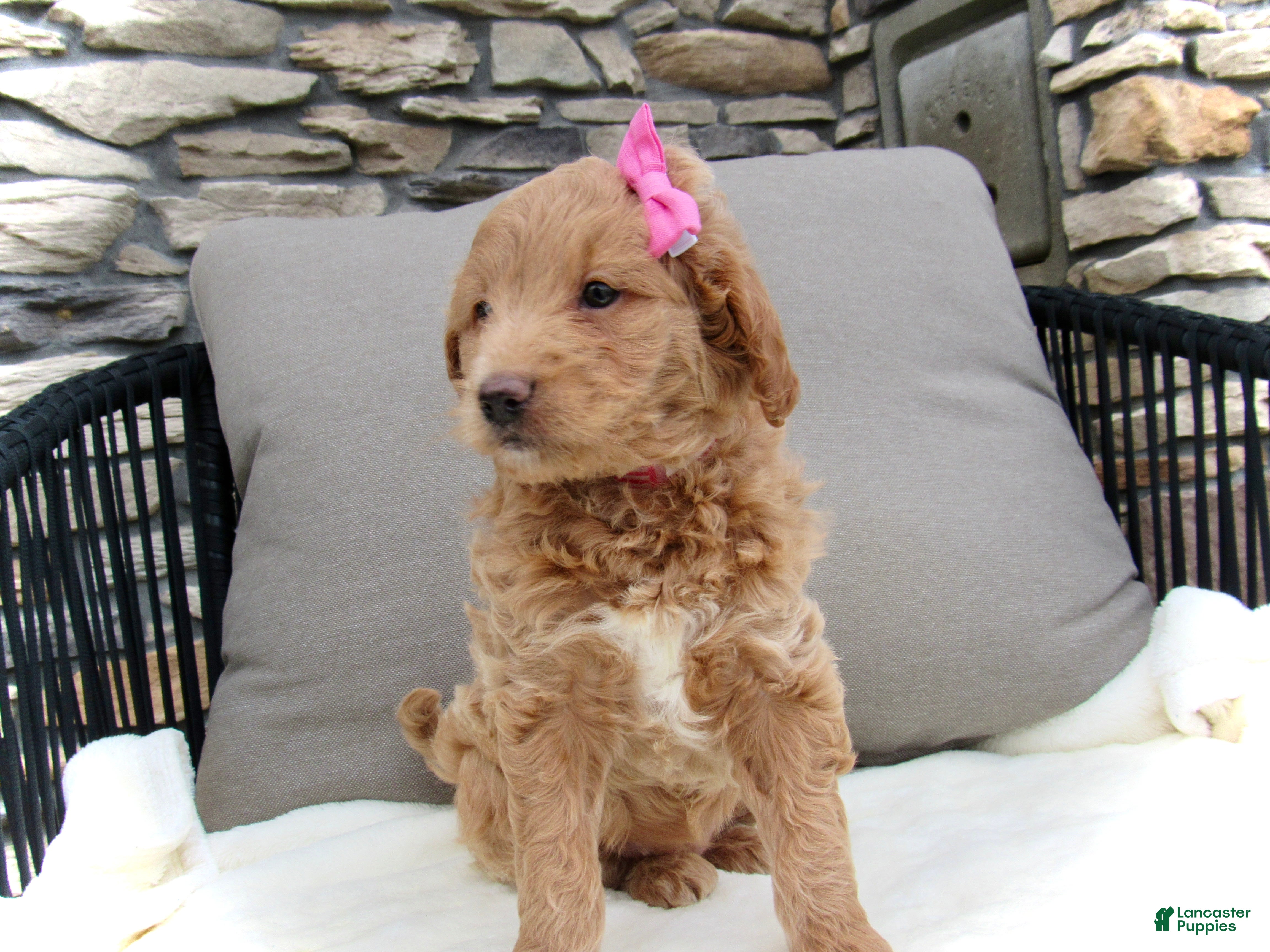 Mini Goldendoodle dogs Chloe - Ad 2
