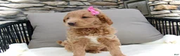 Mini Goldendoodle dogs for sale: Chloe - Ad 2
